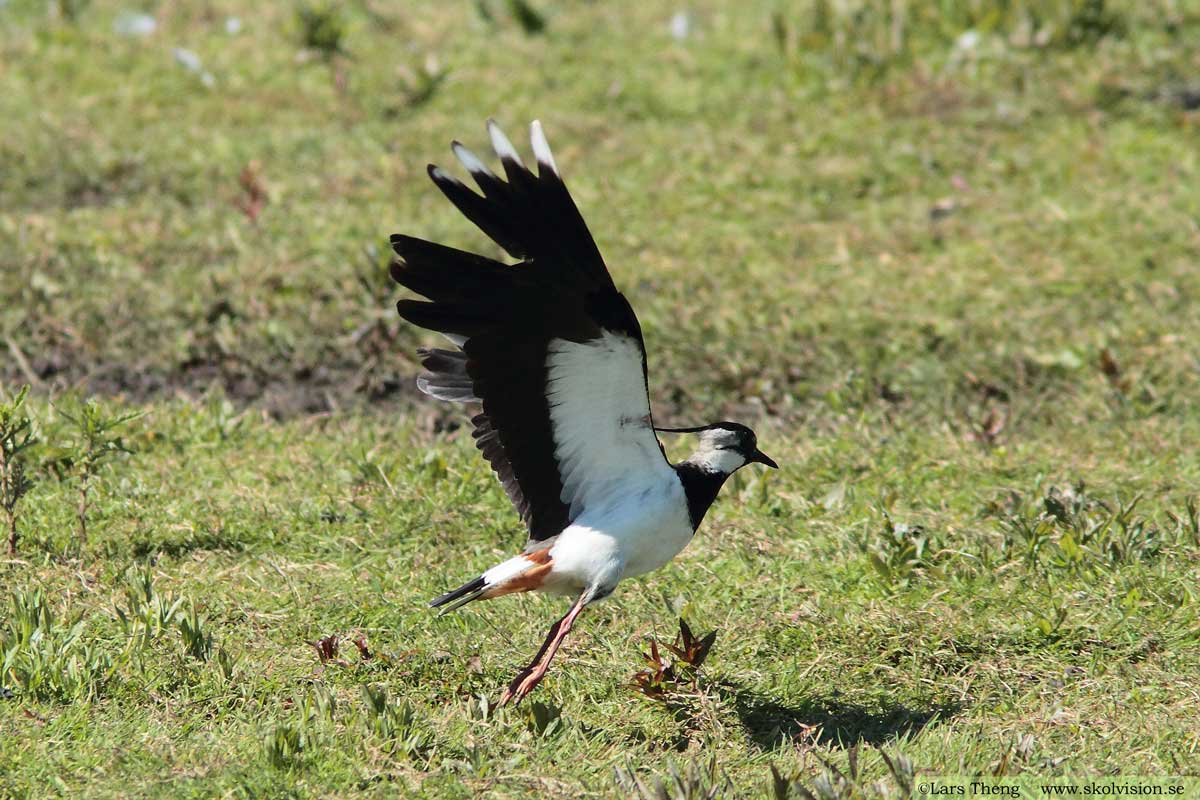 Tofsvipa, Vanellus vanellus